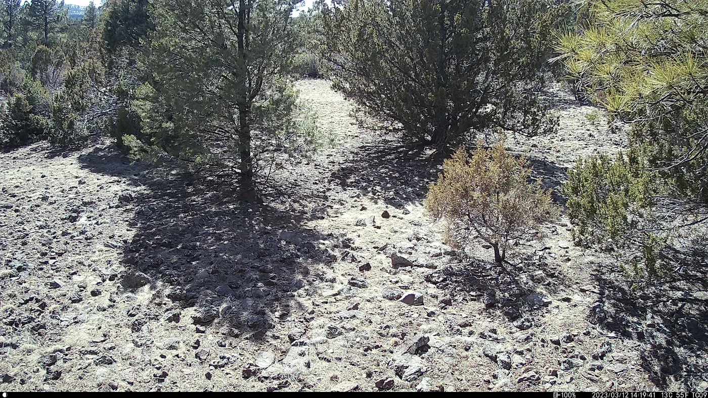 A Northern Arizona scene with Pine Trees, a rocky floor but absolutely no elephants