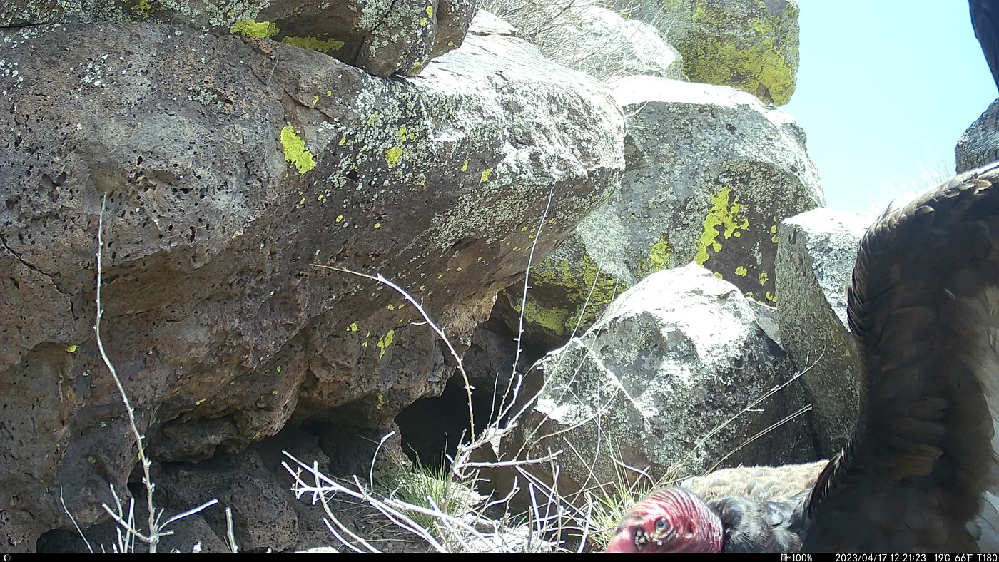 Picture with a Turkey Vulture in one corner