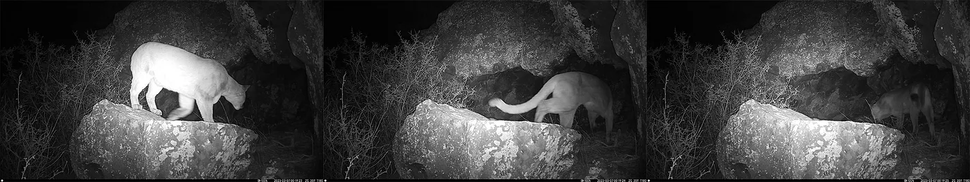 3 images left to right showing a mountain lion heading into a lair, the images were taken with a trail cam at night