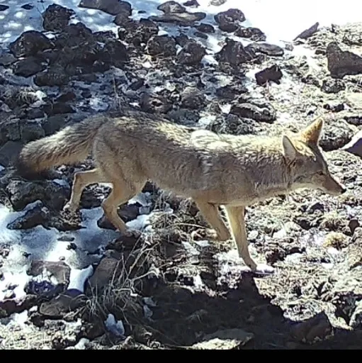 A close up square image of a coyote walking in Northern Arizona