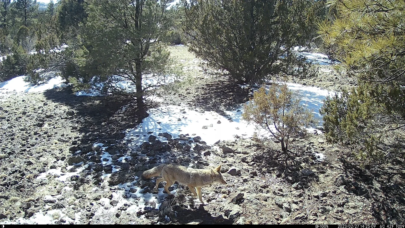 A coyote walking across an alpine Northern Arizona scene, there is snow on the ground