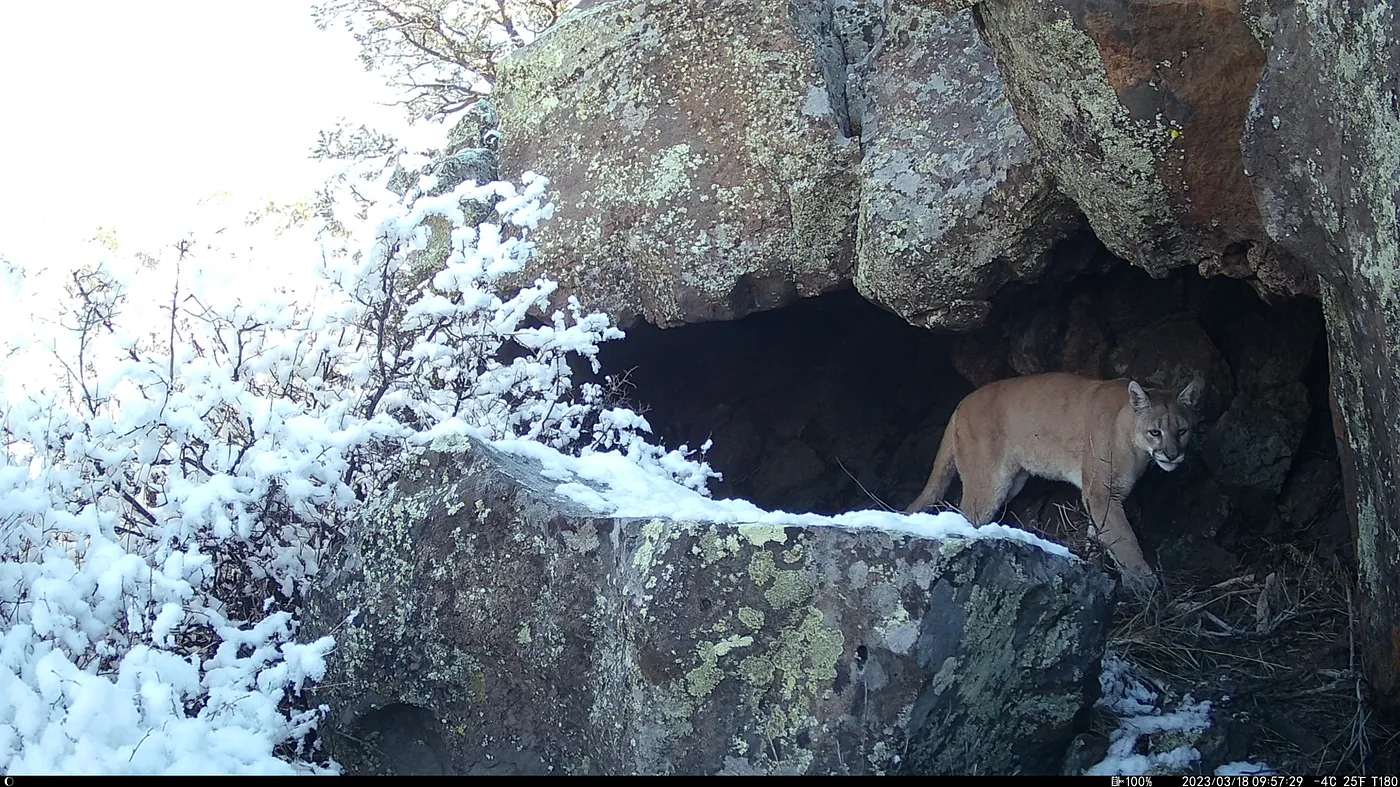 Image of a cougar in a cave on a snowy day