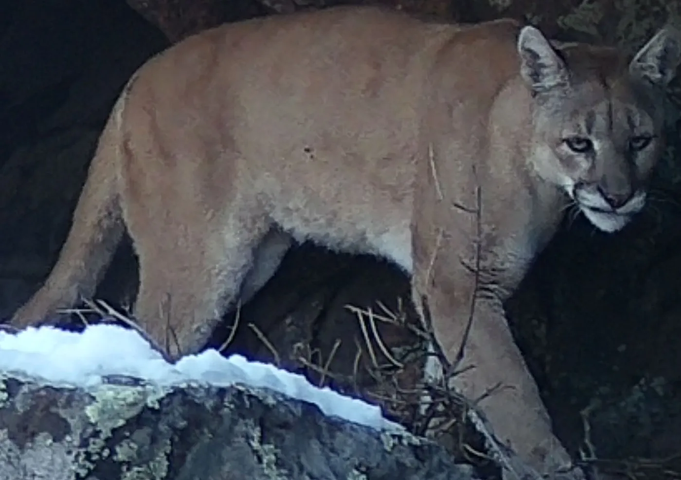 Close up of the cougar