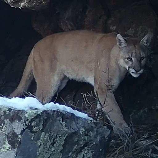 Square image of the cougar