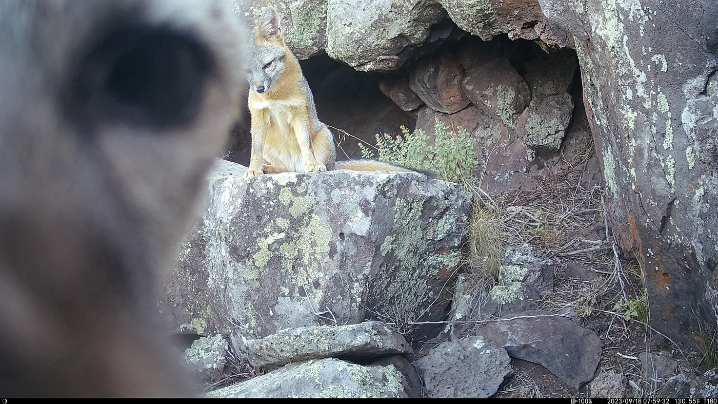 Image of two grey foxes, the one in the background is sitting on a ledge in front of a cave, half of the face of a second one covers the left hand side of the image and is staring directly at the camera.