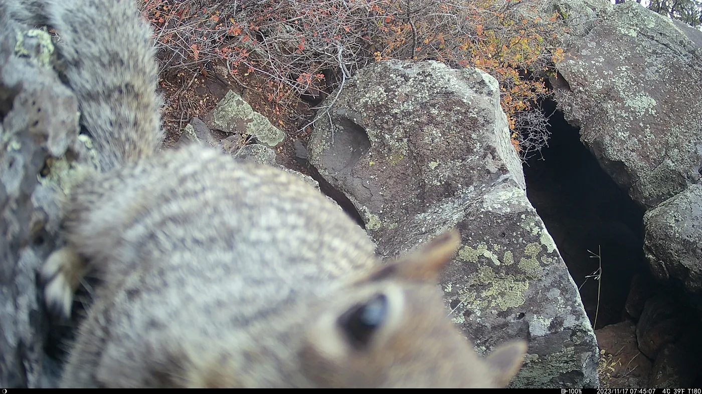 Image of a squirrel staring straight at the camera from a few inches away, it’s head is half in shot because it is so close