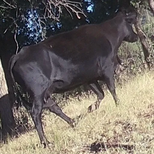 Close up crop of a cow