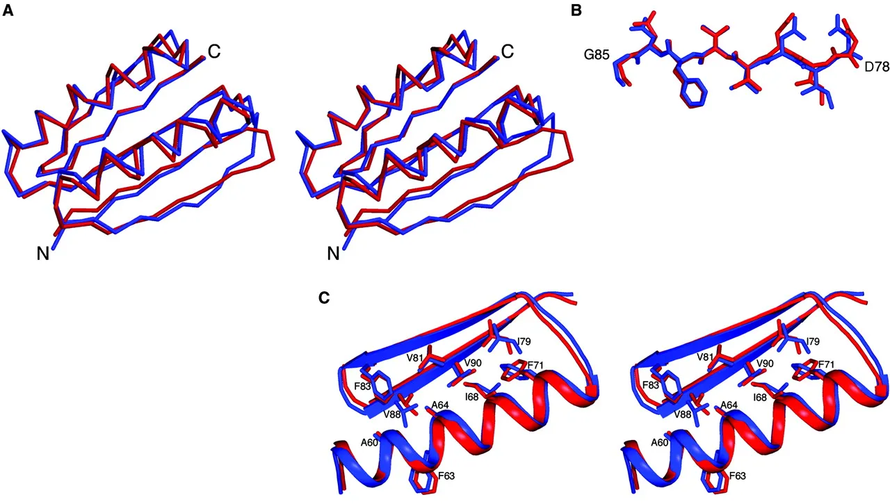 Overlay of blue and red lines, representing the protein backbones of the computational design and crystal structures of Top7.