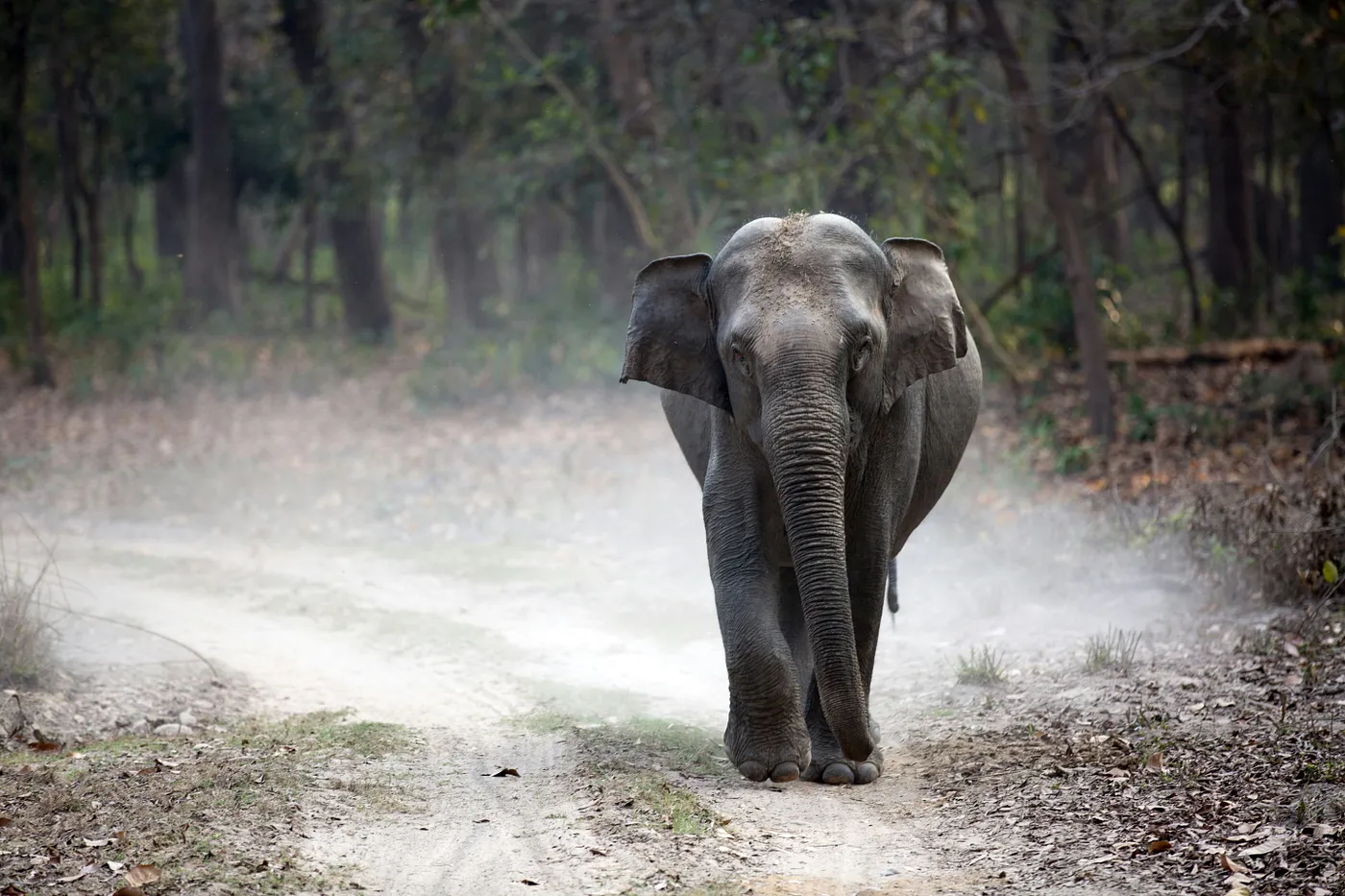 A small elephant walking on a dirt road