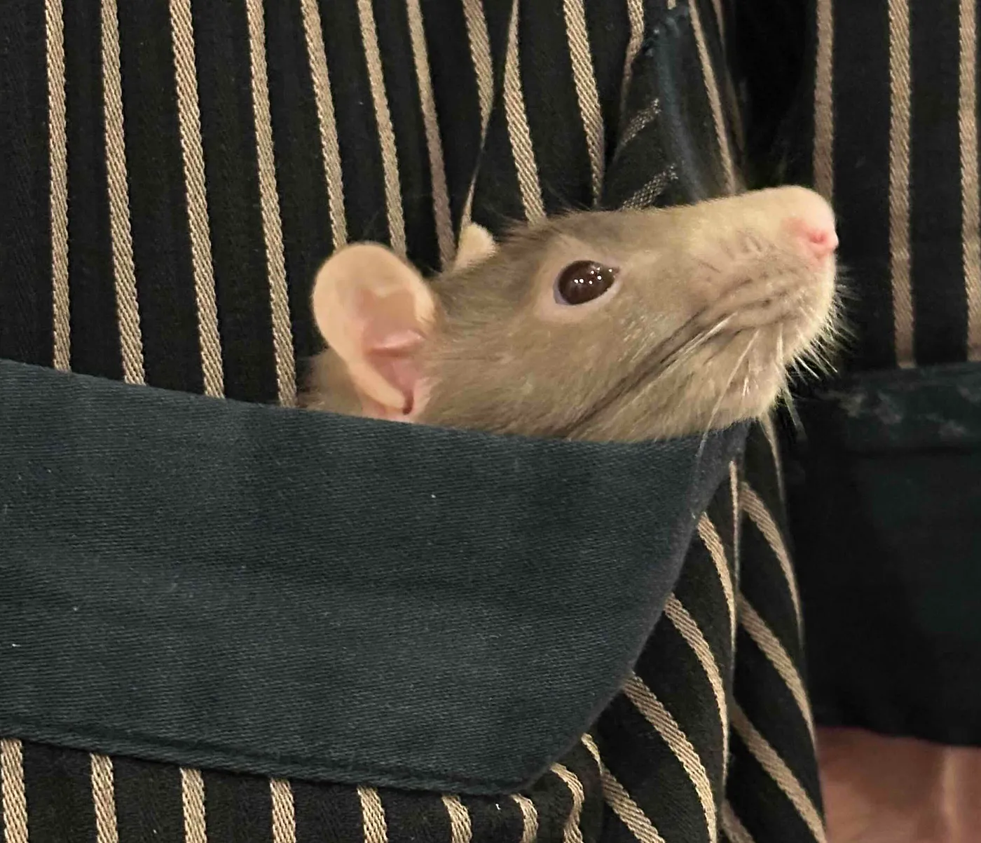 A small rat with light brown fur and a pink nose is peeking out from a dark-colored pocket. The pocket is part of a garment with a black and beige vertical striped pattern. The rat’s head is turned slightly upward, and its ears are visible. The image captures a cute and unexpected moment of a rat comfortably nestled in a pocket.