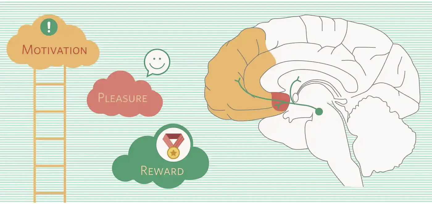 Dopamine reward pathway in a simple form. Source — knowingneurons.com