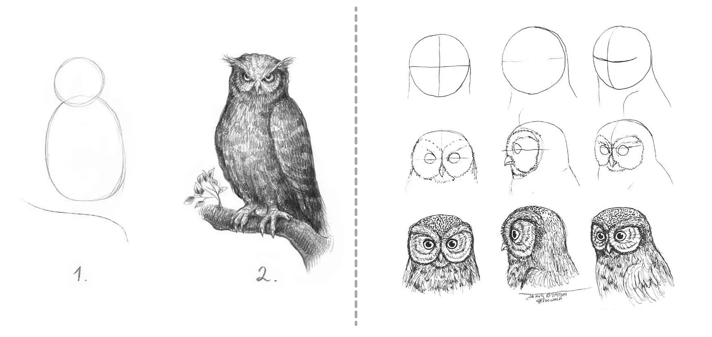 Draw the circles, then draw the rest of the owl meme compared with the artistic step-by-step sketch of owl drawing