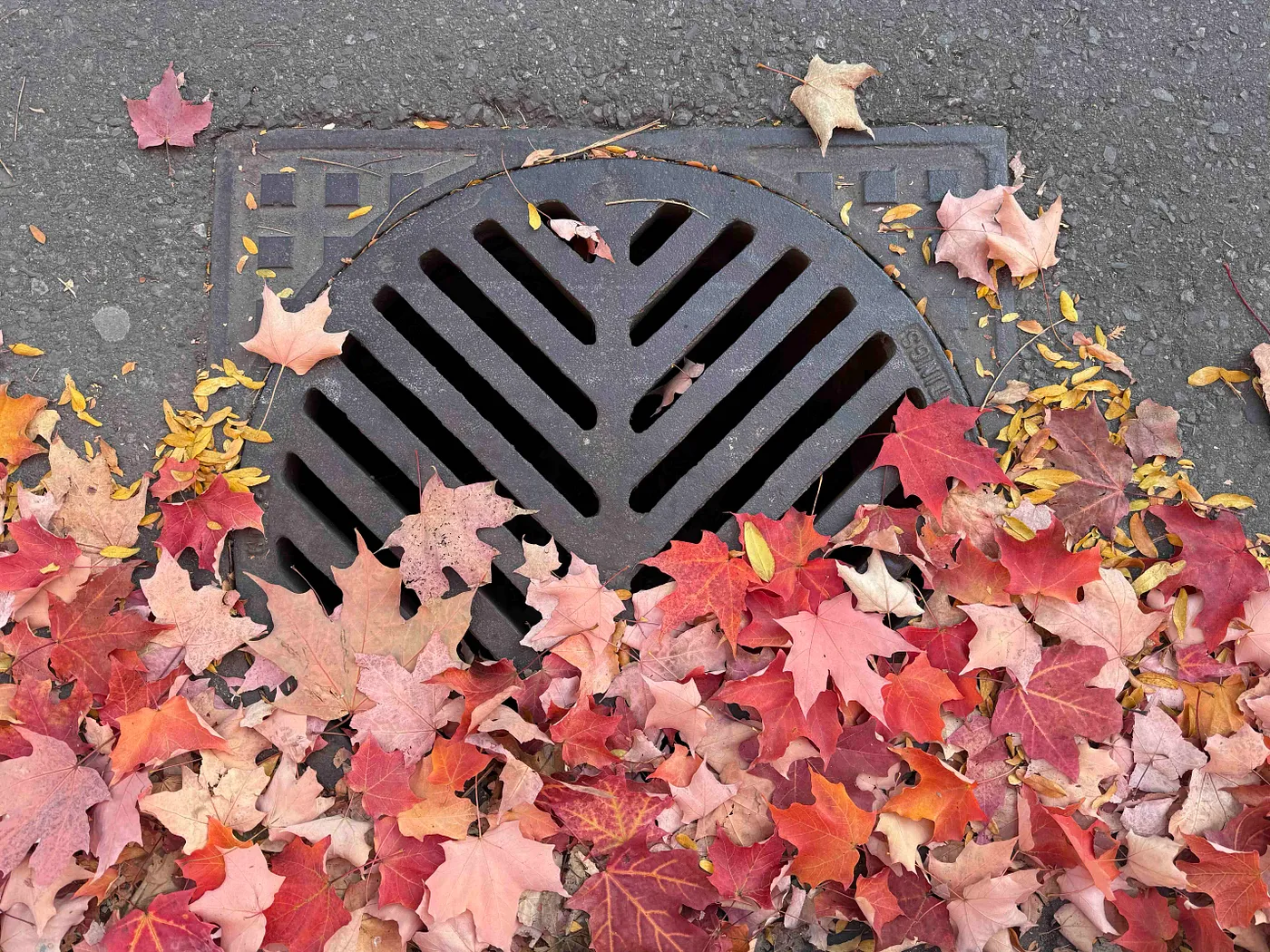 A storm drain on an asphalt road is partially covered with fallen autumn leaves. The leaves are in various shades of red, orange, and brown, indicating the fall season. The drain has a distinctive V-shaped pattern with parallel slits for water to pass through. Some small yellow seed pods are also scattered among the leaves.