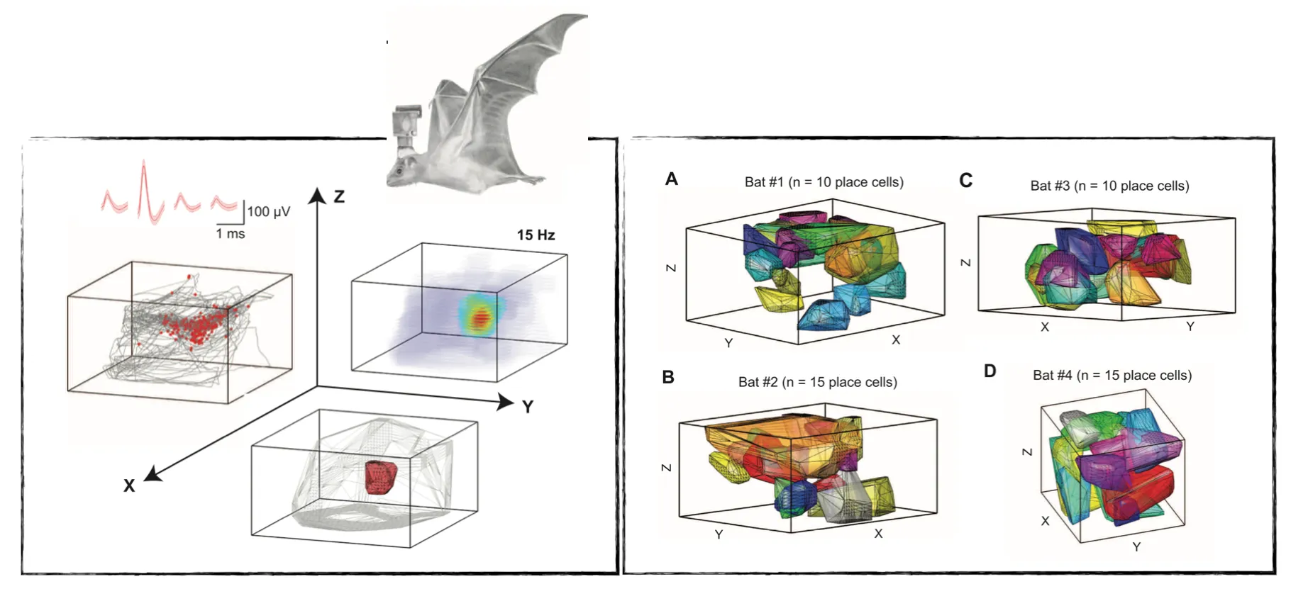 Top: Telemetry system on a flying bat, drawn to scale; left: Examples of 3D place cells recorded from the hippocampus of flying bats. 3D representation of the neuron’ spatial firing. Top left: Spikes \(red dots\) overlaid on bat’s position \(gray lines\); shown also are the spike waveforms on the four channels of the tetrode \(mean T SD\). Top right: 3D color-coded rate map, with peak firing rate indicated. Bottom: Convex hull encompassing the neuron’s place field \(red polygon\) and the volume covered